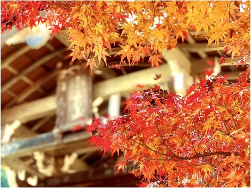 Sun Members Kyoto Saga Photos