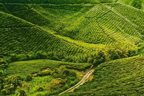 Madani Hotel Cameron Highland Circondario Photos