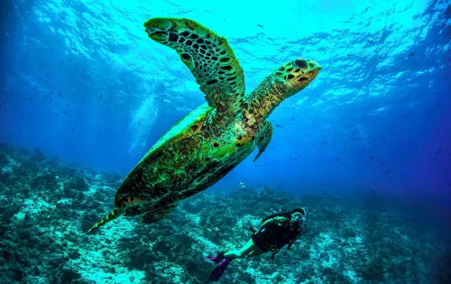 Dusit Thani Maldives Photos