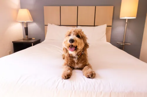 Sonesta Simply Suites Orange County Airport Camere Photos