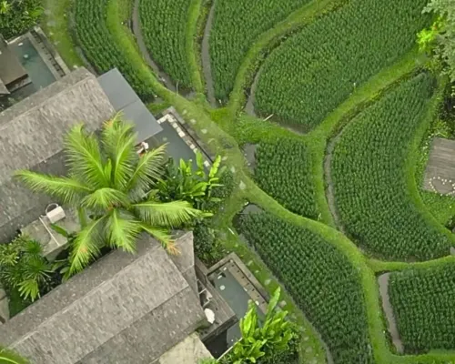 Menzel Ubud Dekat Hotel Photos