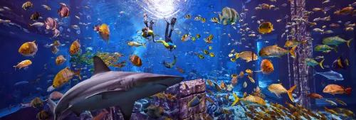 Atlantis, the Palm Dekat Hotel Photos