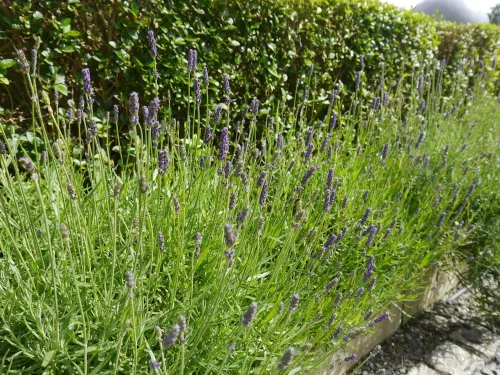 Hawksmoor Guest House Photos