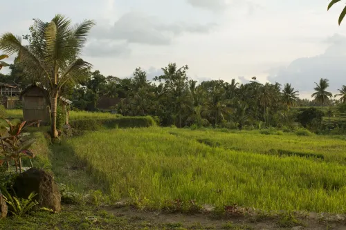 Mesari Hotel Ubud In der Nähe des Hotels Photos