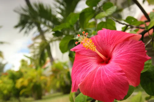 Ocean Villas Hotel Chambres Photos