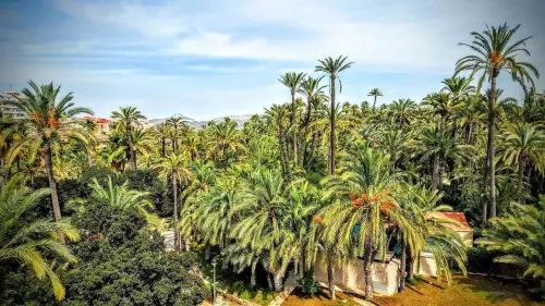 Hotel AG Express Elche Near Hotel Photos