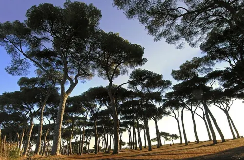 Pinewood Hotel Rome À proximité de l'hôtel Photos