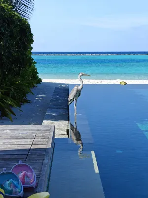 Four Seasons Resort Maldives at Landaa Giraavaru Freizeit und Erholung Photos