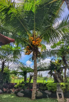 Prabhu Ubud Villa Near Hotel Photos