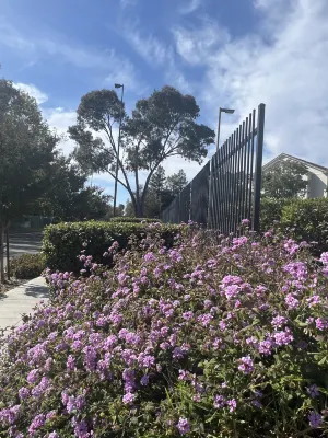 Courtyard Milpitas Silicon Valley Xung quanh Photos
