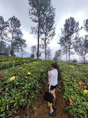 Bobocabin Gunung Mas, Puncak Dekat Hotel Photos
