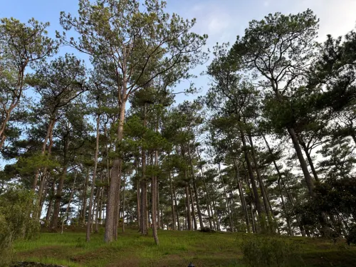 The Forest Lodge at Camp John Hay In der Nähe des Hotels Photos
