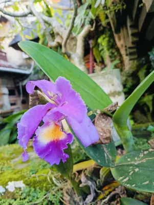 Rumah Roda family Homestay Photos