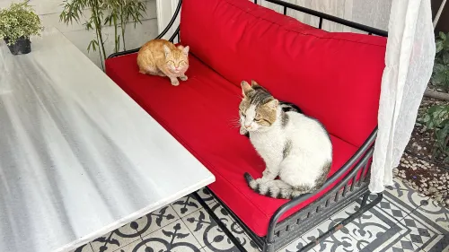Sura Hagia Sophia Hotel Photos