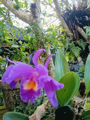 Rumah Roda family Homestay Photos