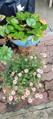Sea Breeze Bungalow Photos