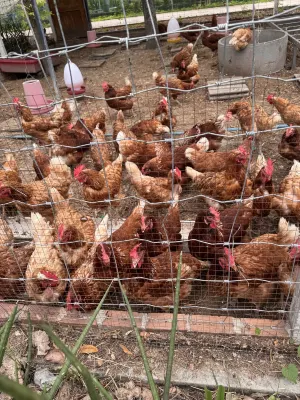Tantai Eco Farm Stay at Khao Yai 호텔 주변 Photos