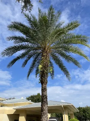 Sheraton Vistana Resort Villas, Lake Buena Vista/Orlando Photos