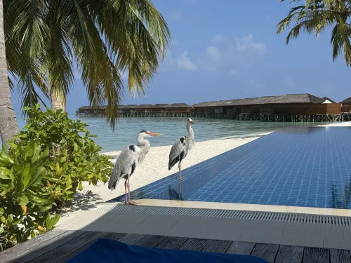 Vilamendhoo Island Resort & Spa Loisirs et amusements Photos