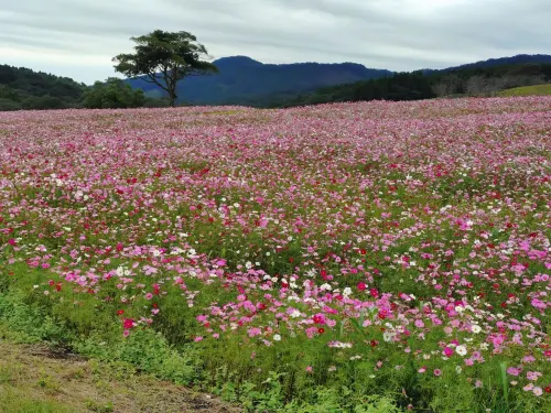La Vista Kirishima Hills À proximité de l'hôtel Photos
