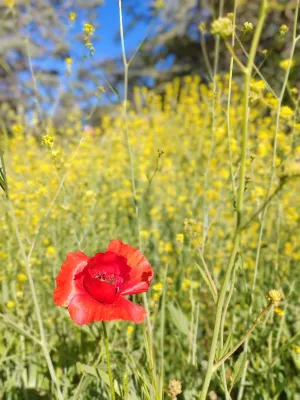 فندق إبيس فاس Photos
