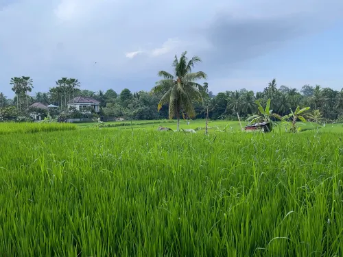 Meruhdani Boutique Hotel Ubud À proximité de l'hôtel Photos