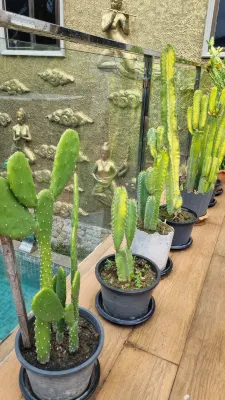 Orchid Garden Hotel Photos