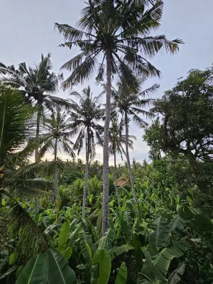 Medewi Bay Retreat Dekat Hotel Photos