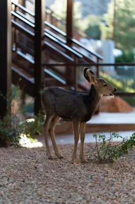 The Red Cliffs Lodge Zion, a Tribute Portfolio Hotel Photos