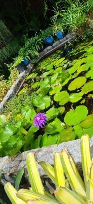 Orchid Garden Hotel Photos
