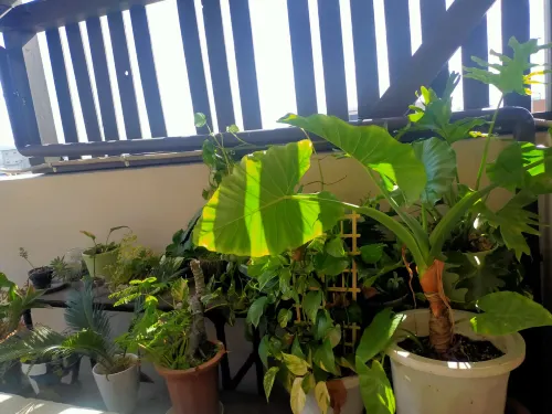 Green Guesthouse Photos