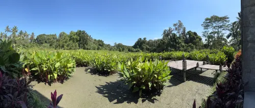 Tejaprana Bisma Ubud Bali Near Hotel Photos