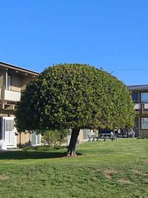 Silver Surf Motel Photos