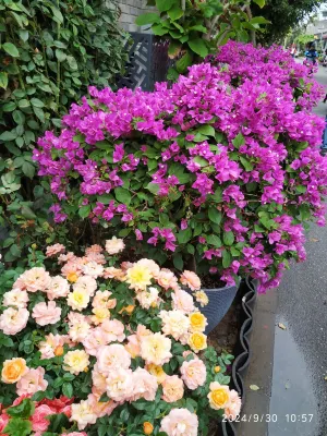 Flowers'Rain Hotel (Beijing Lama Temple Hepingli) Photos