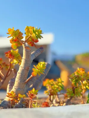 Santo Pure Oia Suites & Villas Photos