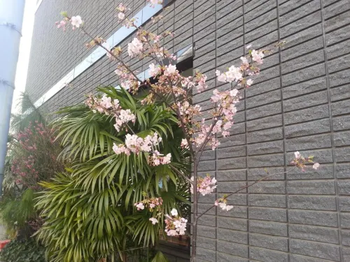 Annex Katsutaro Ryokan Photos