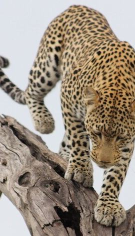 2D1N • 2 Nights 2days(camping in chobe national park)