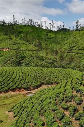 2D1N • Green Magic One Night Two Days Trip to Munnar