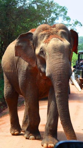 5D4N • Sri Lanka Beaches & Safari Escape: Galle, Mirissa, Yala