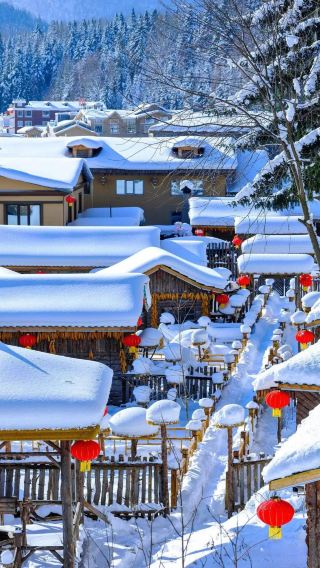 5日4晚 • 哈爾濱市＋雪鄉國家森林公園｜含金牌導遊·零購物·零小費