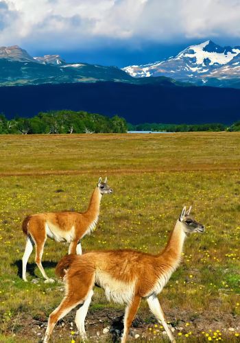 23D22N • 4-country South America in-depth tour: Peru, Brazil, Chile, and Argentina