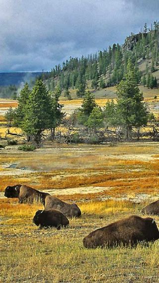 5D4N • United States + Yellowstone National Park