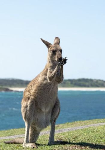 2D1N • Australia + Adelaide + Kangaroo Island