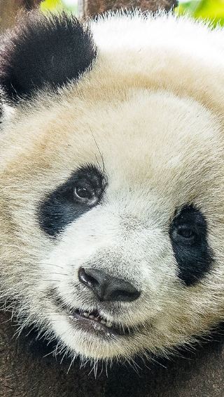 6D5N • Chongqing + Chengdu Research Base of Giant Panda Breeding + Leshan + Mount Emei + Sanxingdui + Dujiangyan