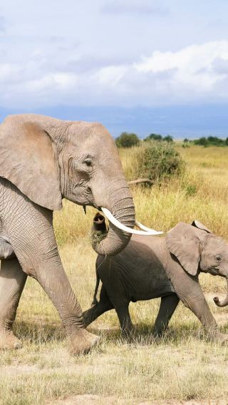 4D3N • Maasai Mara National Reserve