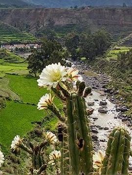 2D1N • Overnight Tour: Colca Canyon Including Horse Riding from Arequipa