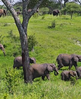 4D3N • 4-Day Tanzania Camping Safari