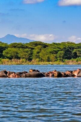 4D3N • 4-Day Masai Mara, L Naivasha and L Nakuru Safari