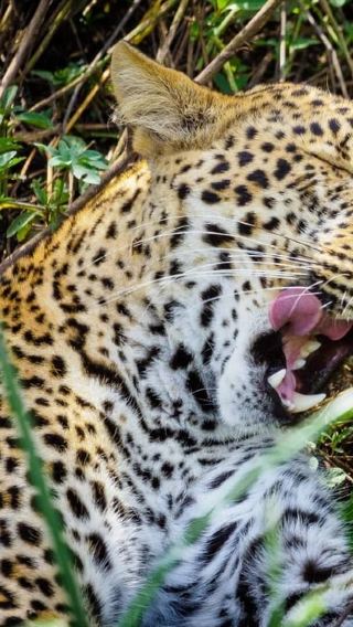 4D3N • 4-Day Masai Mara & Lake Nakuru Safari with Rhino Camp Stay