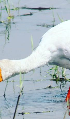 2D1N • 2 Nights 2days(camping in chobe national park)